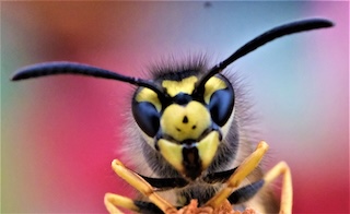 Close-up of a wasp's face